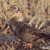 Mottled Duck